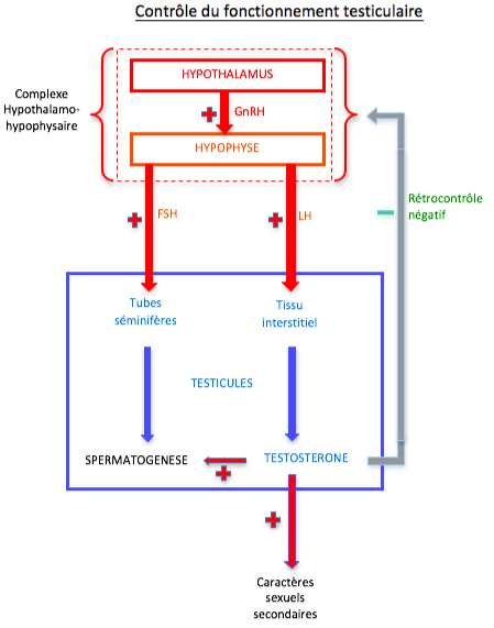 Le Fonctionnement De L Appareil Reproducteur Masculin 